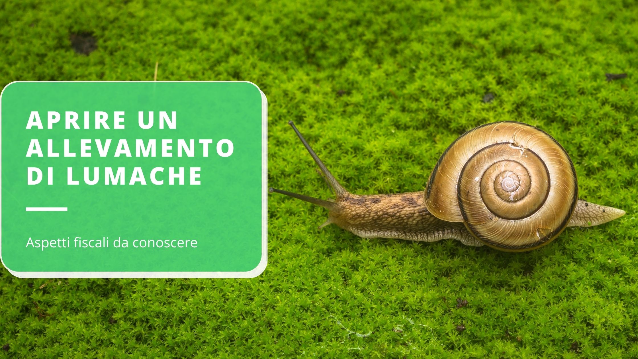 allevamento-di-lumache-aspetti-fiscali-da-conoscere-per-un-business-di-successo