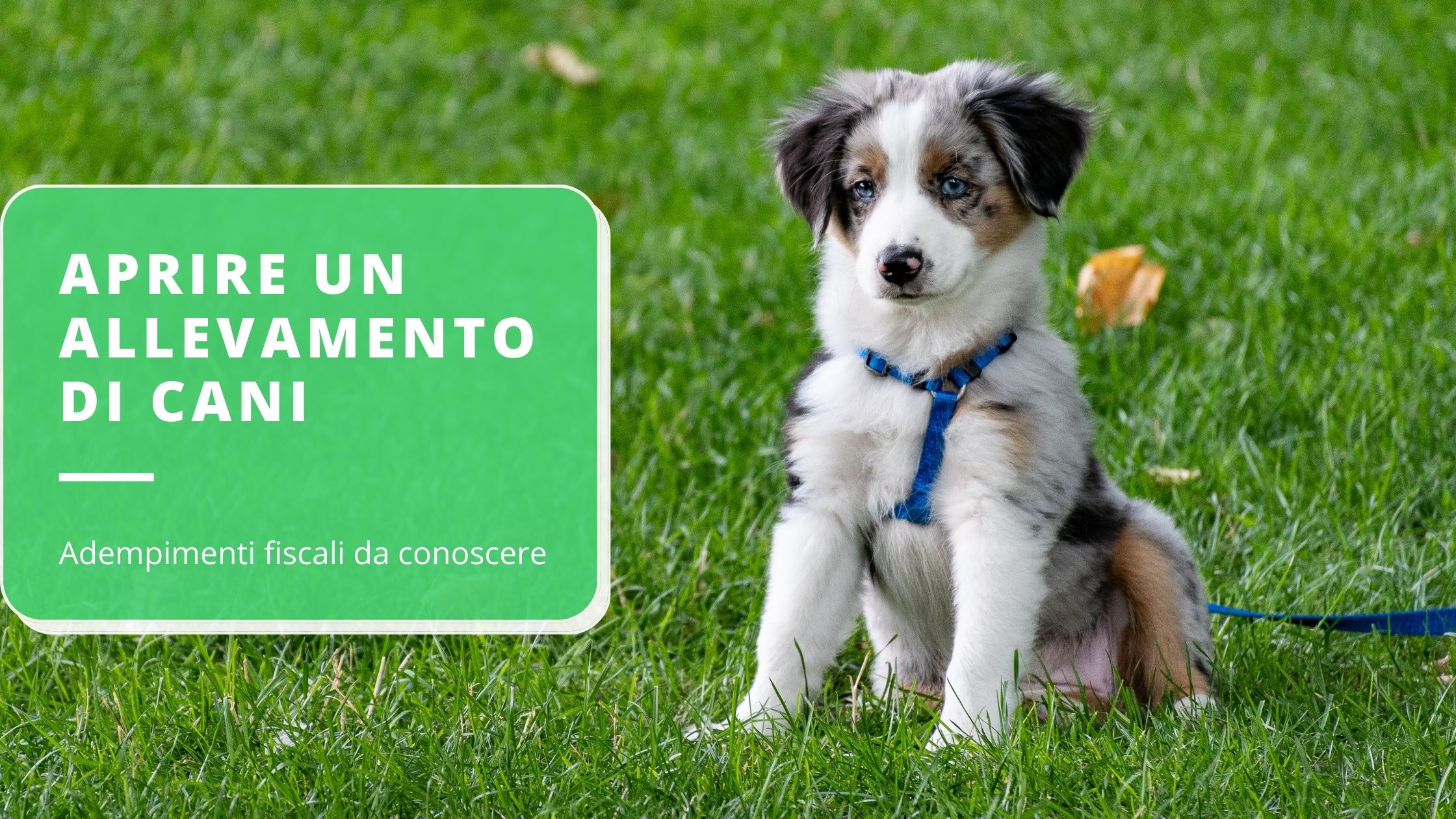 aprire-un-allevamento-di-cani-gli-adempimenti-fiscali-da-conoscere