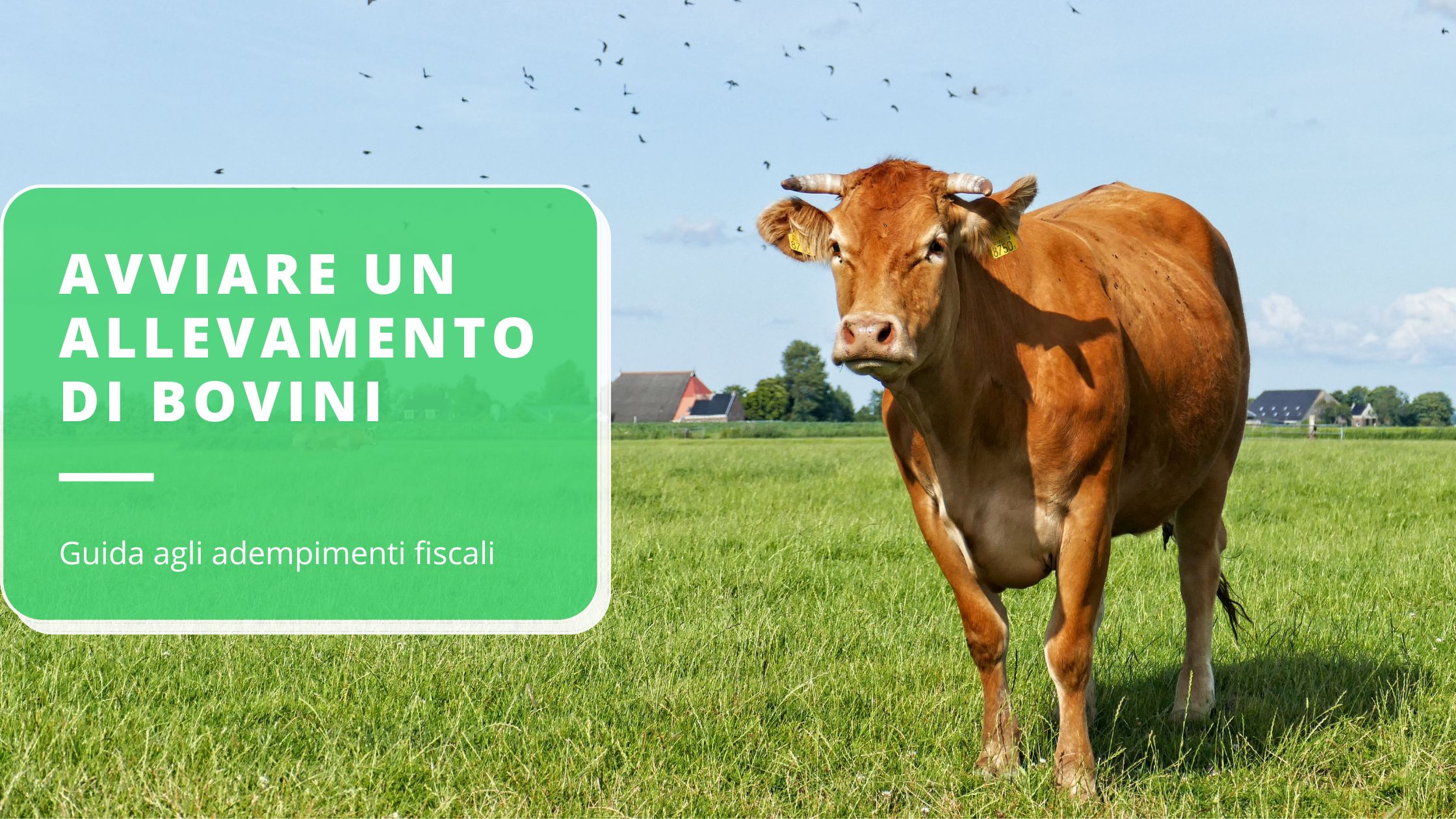 avviare-un-allevamento-di-bovini-guida-completa-agli-adempimenti-fiscali