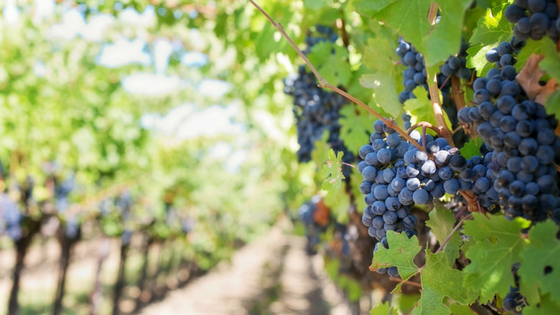 bando-ocm-vino-ristrutturazione-e-riconversione-vigneti